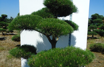Duże Bonsai ogrodowe